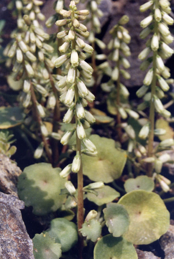 Umbilicus rupestris 6